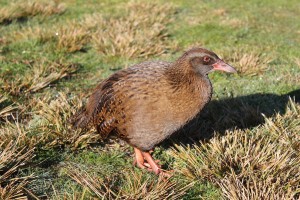 Nelson - Abel Tasman NP-068